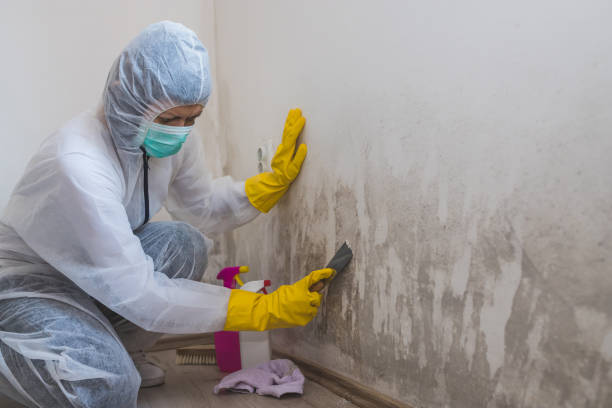 Best Mold Damage Repair  in Berwyn Heights, MD