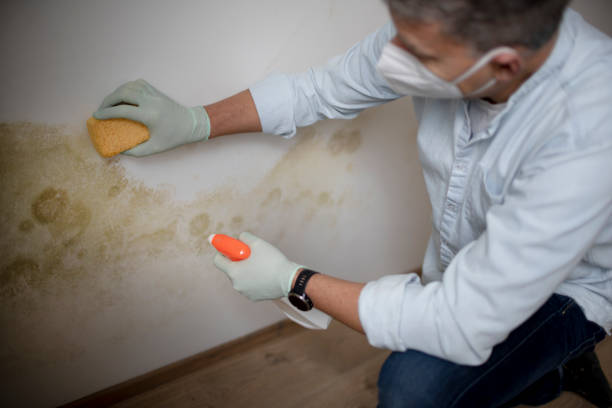 Best Crawl Space Mold Removal  in Berwyn Heights, MD