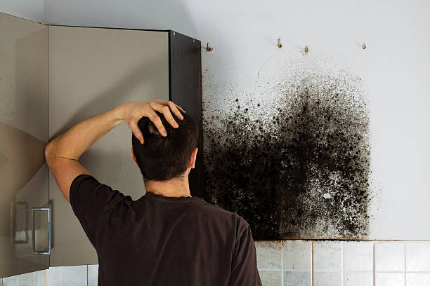 Trusted Berwyn Heights, MD Mold Removal Experts