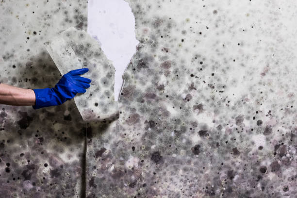 Best Residential Mold Removal  in Berwyn Heights, MD